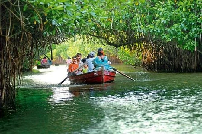 Boat gliding through a narrow mangrove waterway at Pichavaram, branches overhanging the water